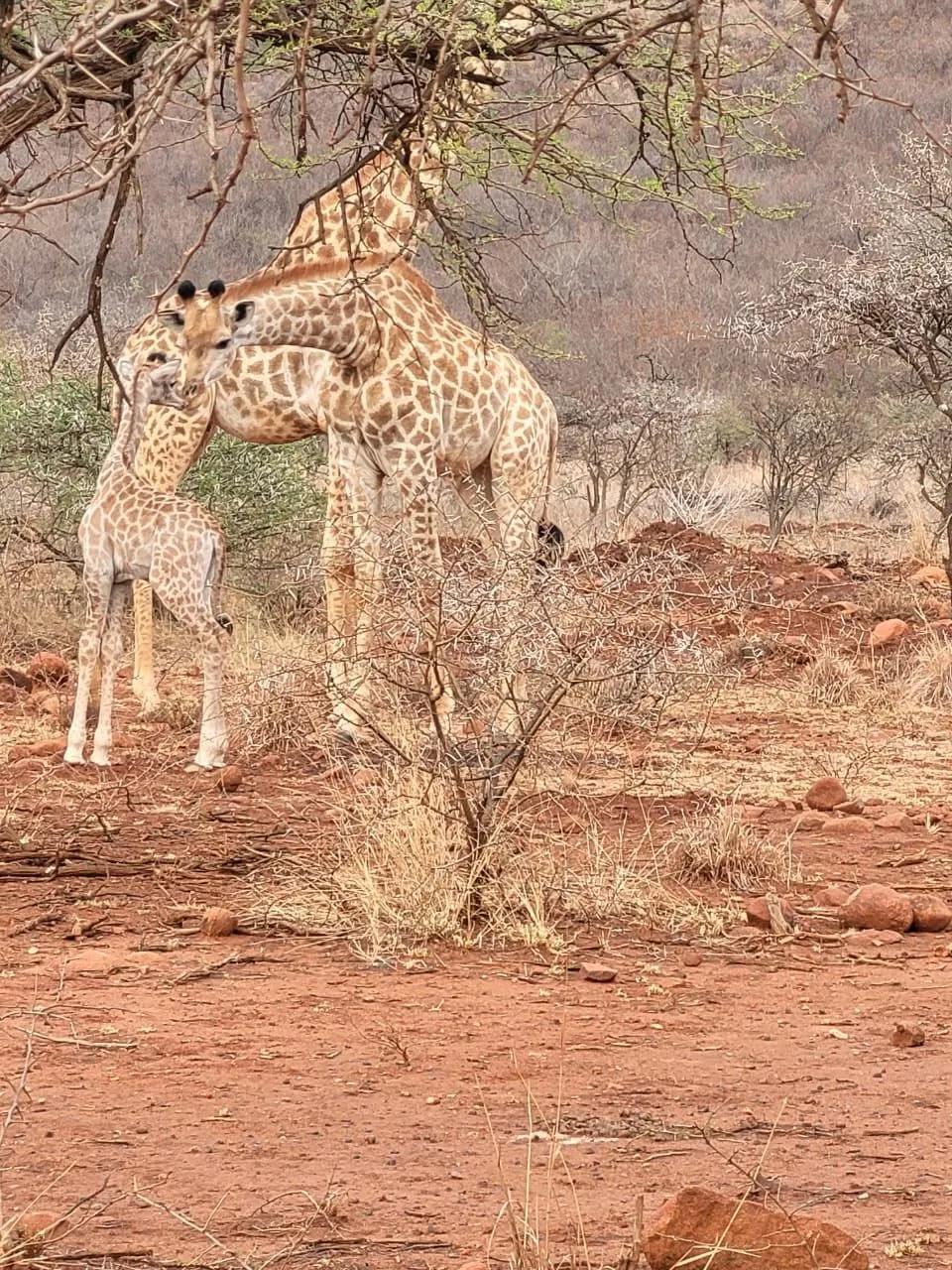 A giraffe browsing among acacia trees