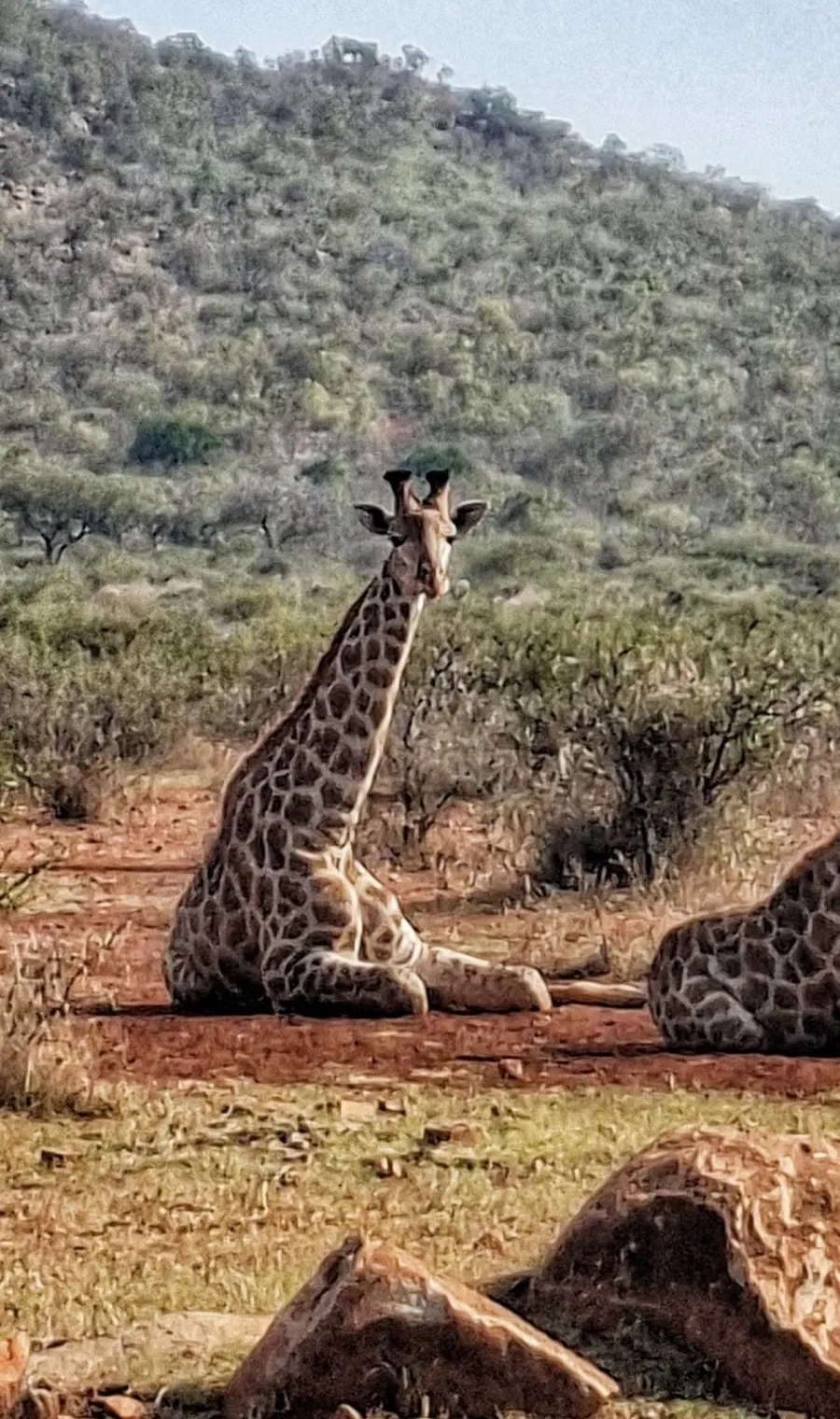Two giraffes lying down in the veld