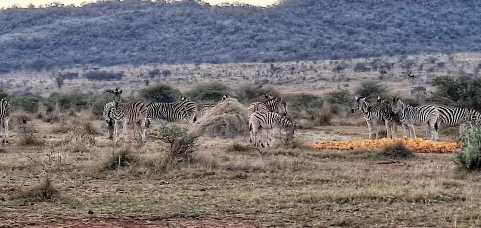 A herd of zebra grazing on the Maroela plains at dusk